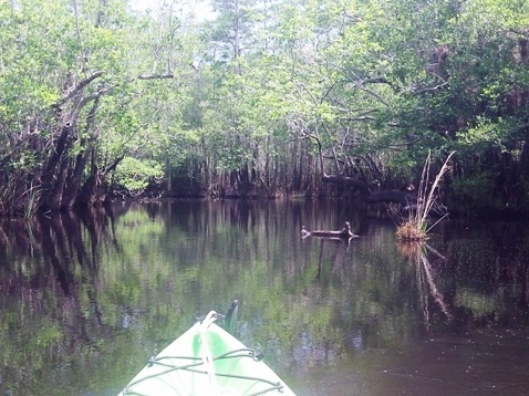 paddling, Apalachicola River ARWEA, Bloody Bluff Landing