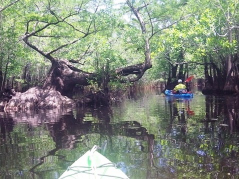 paddling, Apalachicola River ARWEA, Bloody Bluff Landing