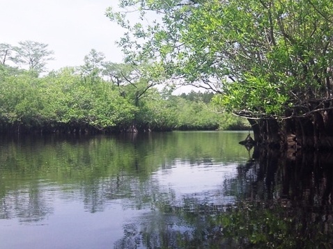 paddling, Apalachicola River ARWEA, Bloody Bluff Landing