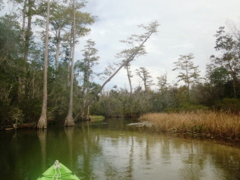 Paddle Florida Panhandle, Boiling Creek - Kayak, Canoe