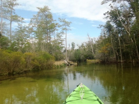 Paddle Florida Panhandle, Boiling Creek - Kayak, Canoe