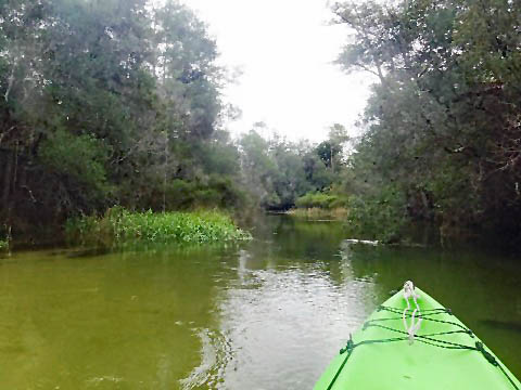 Paddle Florida Panhandle, Boiling Creek - Kayak, Canoe