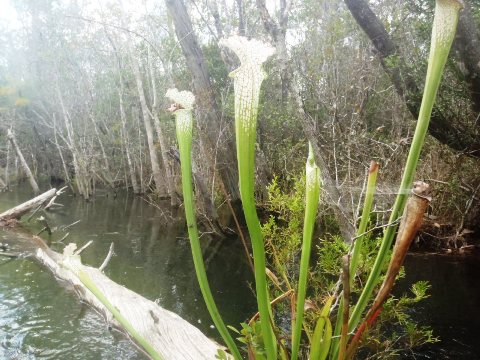 Paddle Florida Panhandle, Boiling Creek - Kayak, Canoe