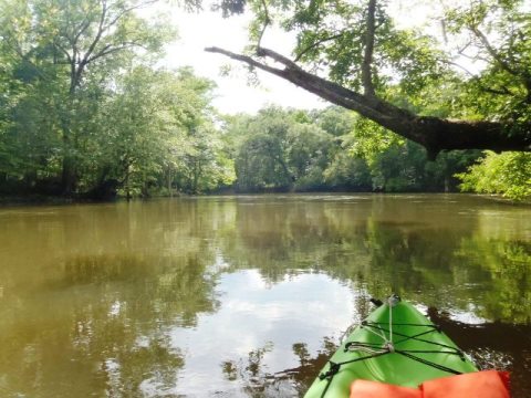 Chipola River-lower, spring creek