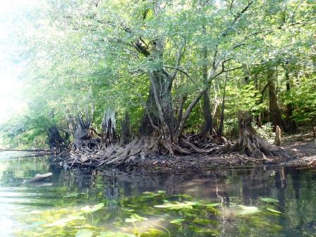 Paddling Holmes Creek, Panhandle