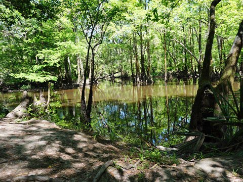 paddling Holmes Creek