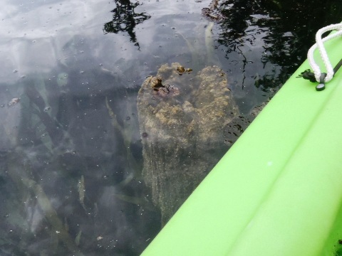 Paddle Florida Panhandle, Merritt's Mill Pond - Kayak, Canoe