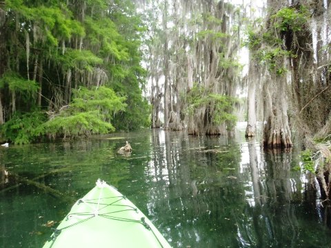 Paddle Florida Panhandle, Merritt's Mill Pond - Kayak, Canoe