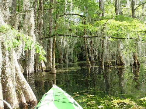 Paddle Florida Panhandle, Merritt's Mill Pond - Kayak, Canoe