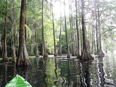 Paddle Florida Panhandle, Merritt's Mill Pond - Kayak, Canoe