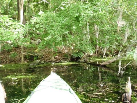 Paddle Florida Panhandle, Merritt's Mill Pond - Kayak, Canoe