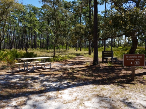 Ochlockonee River, FL Panhandle paddling