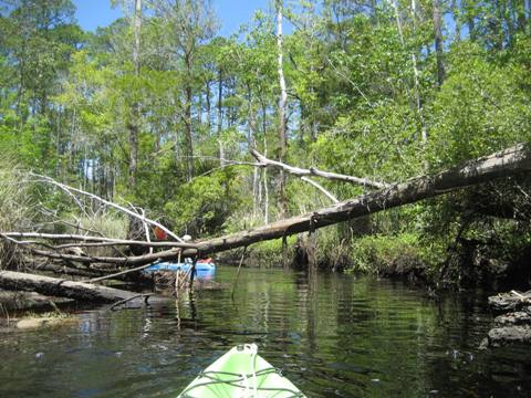 Ochlockonee River, FL Panhandle paddling