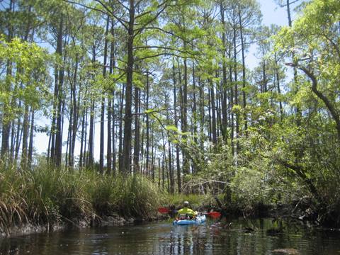 Ochlockonee River, FL Panhandle paddling