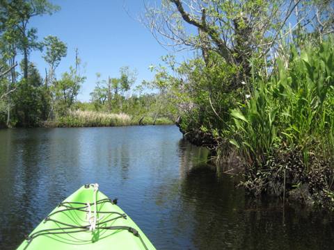 Ochlockonee River, FL Panhandle paddling