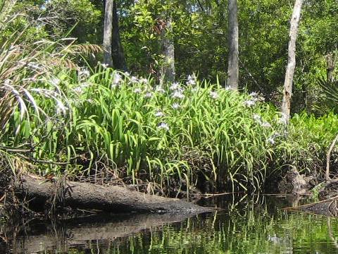 Ochlockonee River, FL Panhandle paddling