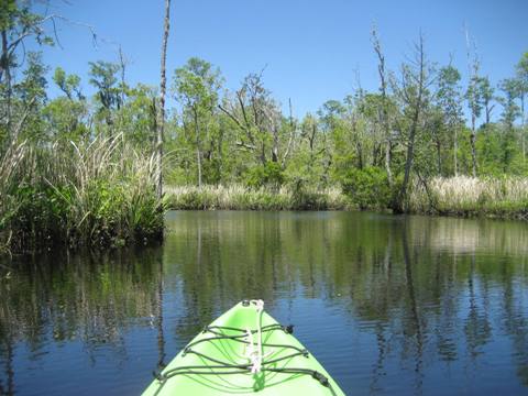 Ochlockonee River, FL Panhandle paddling