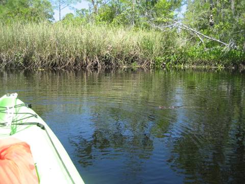 Ochlockonee River, FL Panhandle paddling