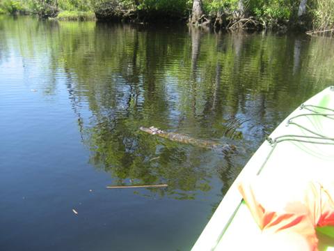 Ochlockonee River, FL Panhandle paddling