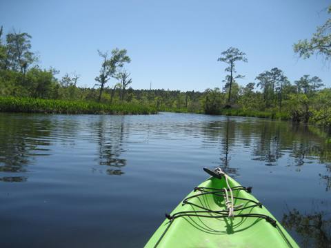 Ochlockonee River, FL Panhandle paddling