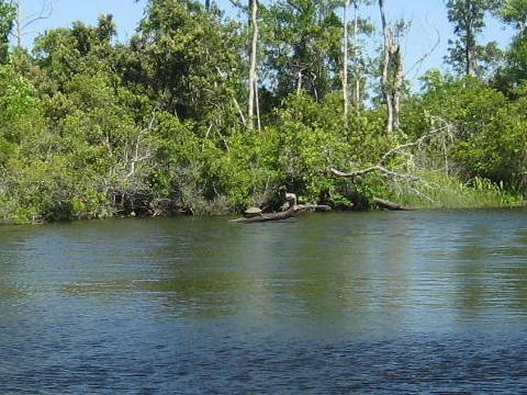 Ochlockonee River, FL Panhandle paddling