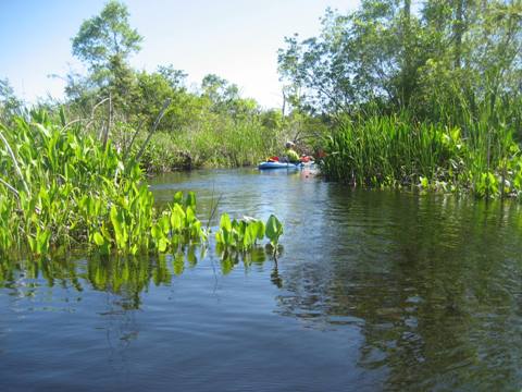 Ochlockonee River, FL Panhandle paddling