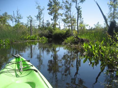 Ochlockonee River, FL Panhandle paddling