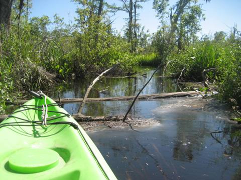 Ochlockonee River, FL Panhandle paddling