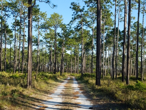 Ochlockonee River, FL Panhandle paddling