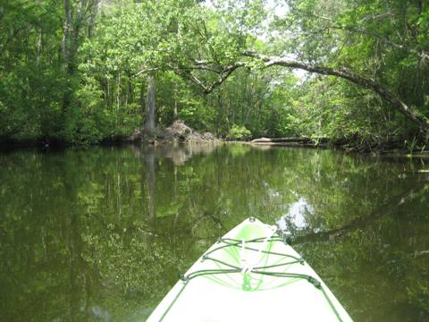 Wakulla River, FL Panhandle paddling