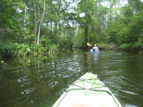 Wakulla River, FL Panhandle paddling