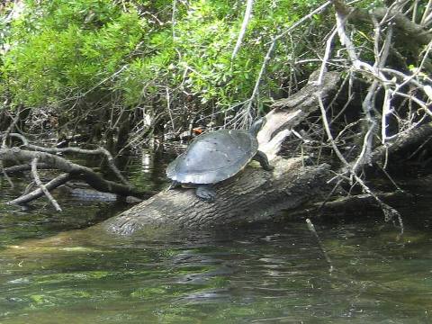 Wakulla River, FL Panhandle paddling