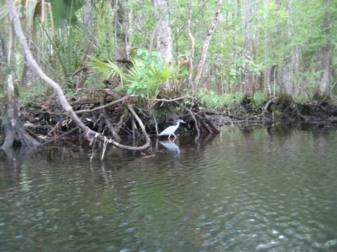 Wakulla River, FL Panhandle paddling