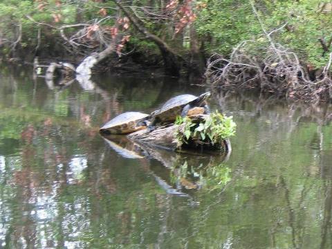 Wakulla River, FL Panhandle paddling