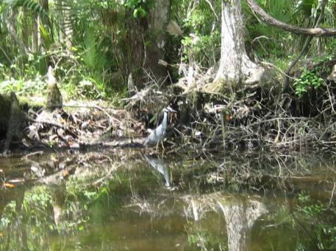 Wakulla River, FL Panhandle paddling