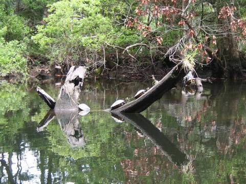 Wakulla River, FL Panhandle paddling