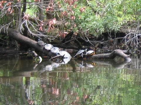 Wakulla River, FL Panhandle paddling