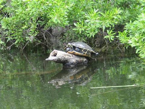 Wakulla River, FL Panhandle paddling