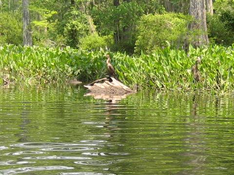 Wakulla River, FL Panhandle paddling