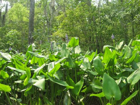 Wakulla River, FL Panhandle paddling