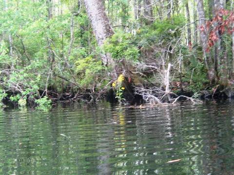 Wakulla River, FL Panhandle paddling