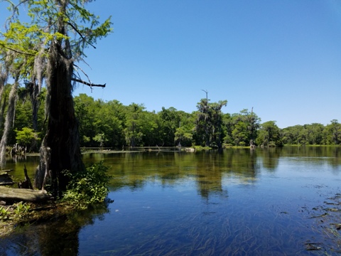 Wakulla River, FL Panhandle paddling