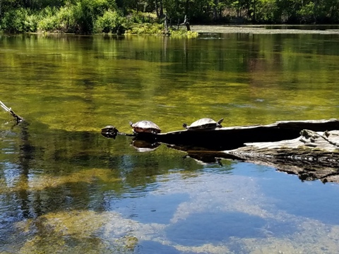 Wakulla River, FL Panhandle paddling