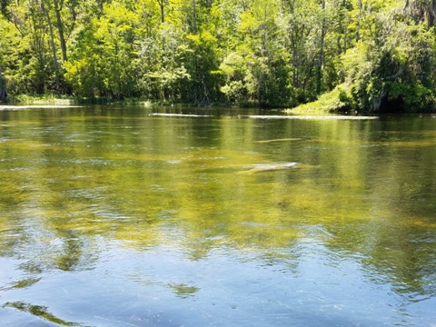 Wakulla River, FL Panhandle paddling