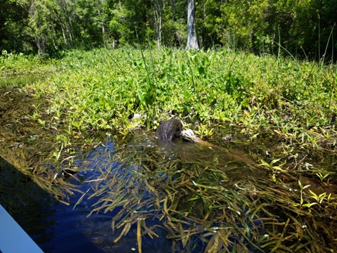 Wakulla River, FL Panhandle paddling