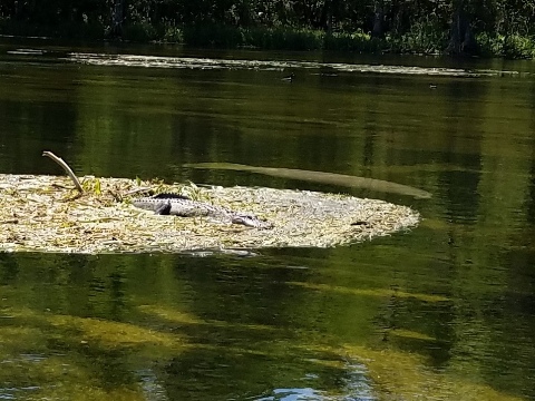 Wakulla River, FL Panhandle paddling