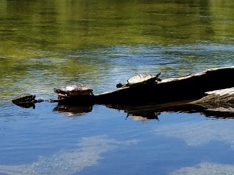 Wakulla River, FL Panhandle paddling