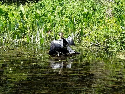 Wakulla River, FL Panhandle paddling