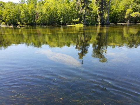 Wakulla River, FL Panhandle paddling