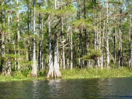 paddle Fisheating Creek